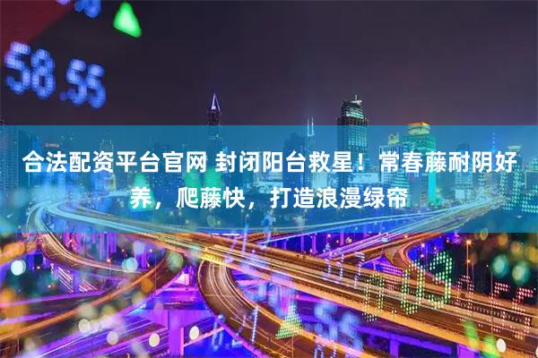 合法配资平台官网 封闭阳台救星！常春藤耐阴好养，爬藤快，打造浪漫绿帘